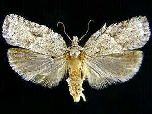 Acleris placidana