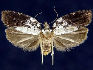 Acleris flavivittana