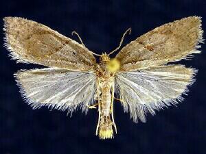 Acleris maccana