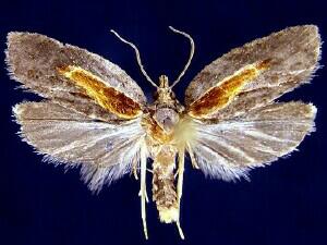 Acleris youngana