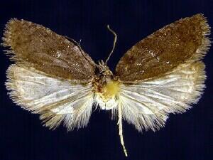 Acleris bowmanana