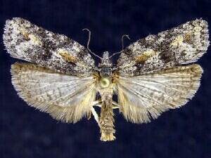 Acleris maximana