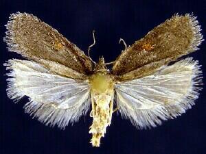 Acleris hudsoniana