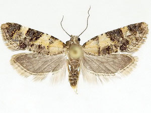 Anopina arizonana