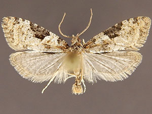 Anopina silvertonana