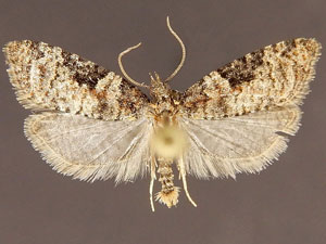 Anopina chiricahuae