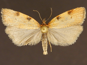 Sparganothis boweri