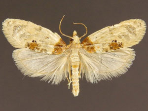 Henricus umbrabasana