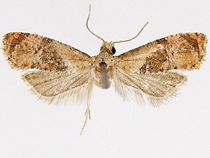 Thyraylia voxcana