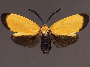 Neoalbertia constans