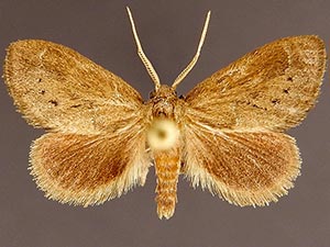 Adoneta gemina