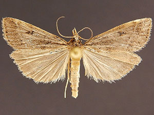 Scoparia denigata