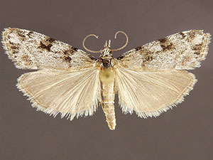 Scoparia normalis