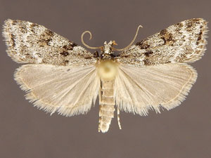 Scoparia apachealis