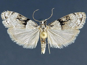 Eudonia spaldingalis