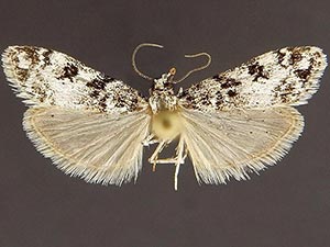 Eudonia franclemonti