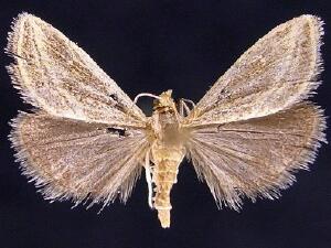 Procymbopteryx belialis