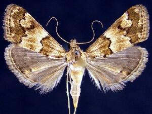 Noctueliopsis brunnealis