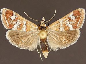 Noctueliopsis palmalis