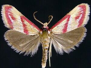 Mojaviodes blanchardae