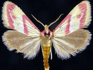 Mojaviodes blanchardae