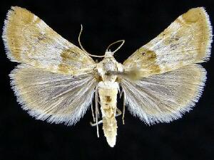 Hellula aqualis