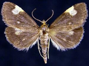 Evergestis unimacula