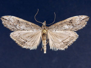 Evergestis angustalis