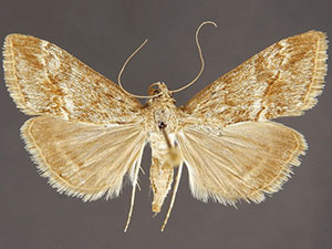 Evergestis palousalis