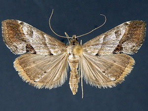 Evergestis triangulalis