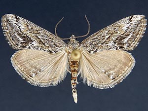 Prorasea fernaldi