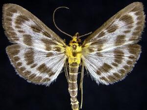 Anania hortulata