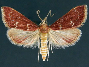 Pyrausta roseivestalis