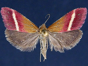 Pyrausta corinthalis