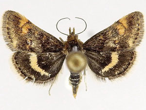 Pyrausta tuolumnalis