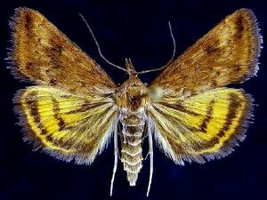 Pyrausta tatalis