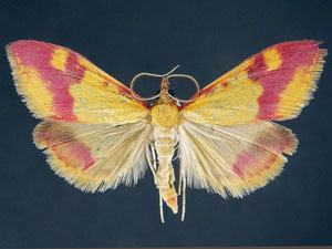 Pyrausta scurralis