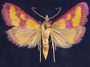 Pyrausta laticlavia