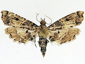 Sufetula diminutalis