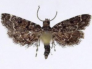 Sufetula carbonalis