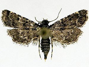 Sufetula carbonalis