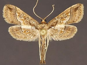 Hydriris ornatalis