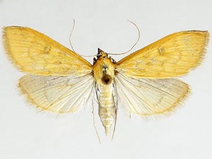 Mecyna submedialis