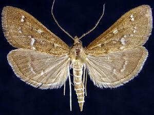 Mecyna mustelinalis