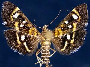 Diathrausta harlequinalis