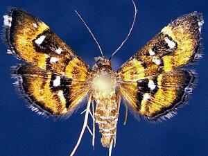 Diathrausta harlequinalis