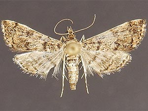 Apogeshna acestealis