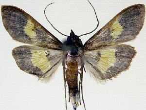 Diaphania lualis