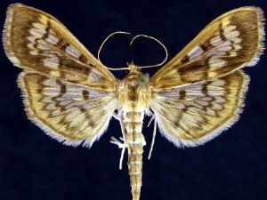 Herpetogramma thestealis