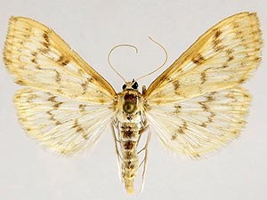 Herpetogramma aquilonalis